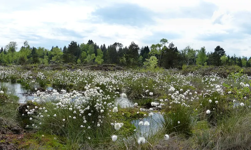  - Nature Reserve in Germany, Germany