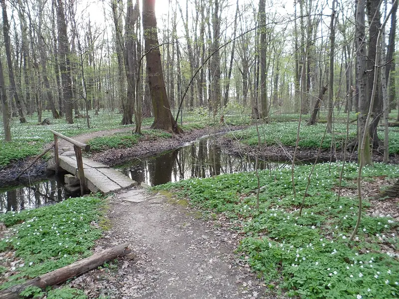  - Nature Reserve in Germany, Germany