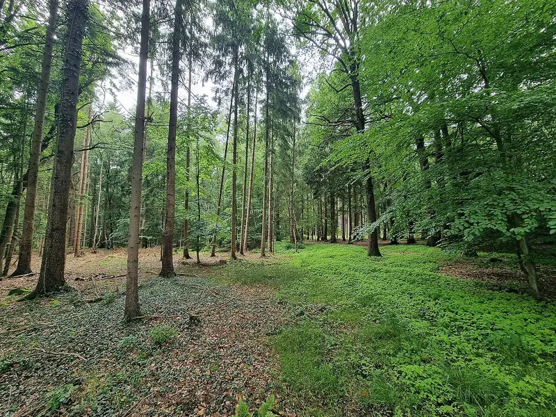  - Nature Reserve in Germany, Germany