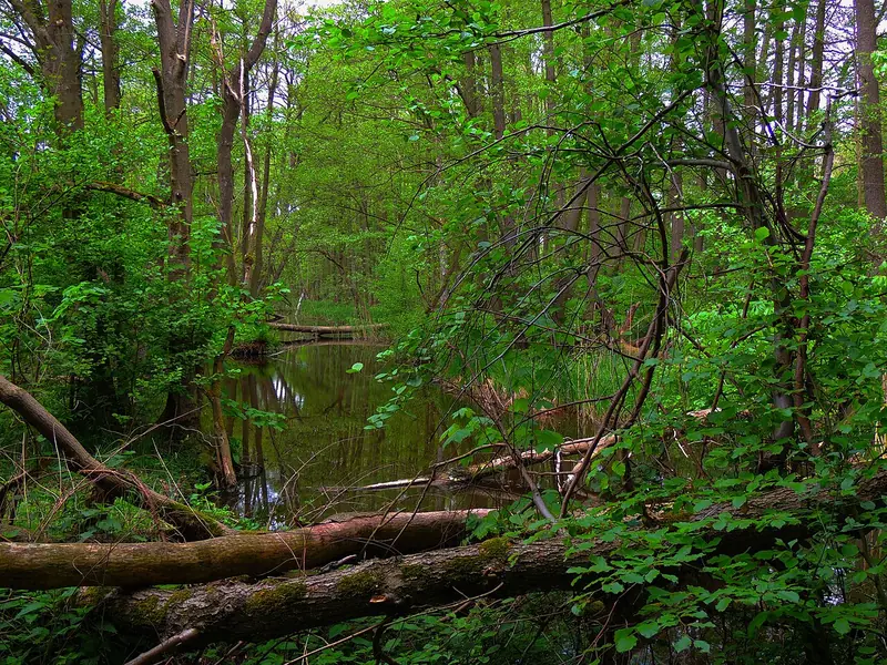 - Nature Reserve in Germany, Germany