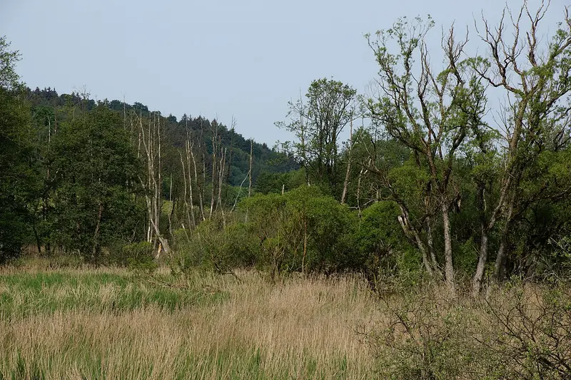  - Nature Reserve in Germany, Germany