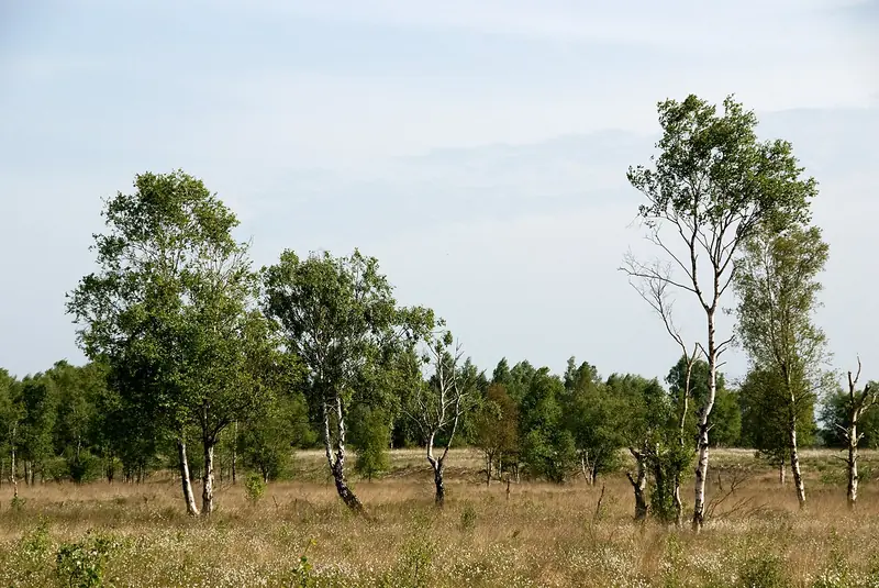  - Nature Reserve in Germany, Germany