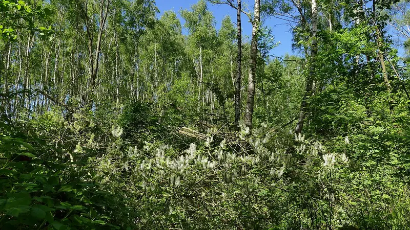  - Nature Reserve in Germany, Germany