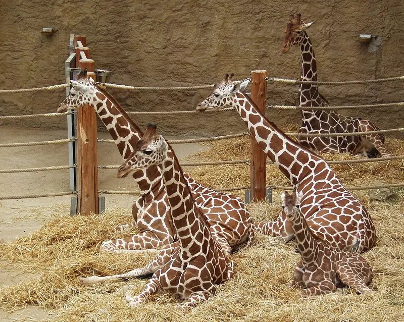  - Zoo in Germany, Germany