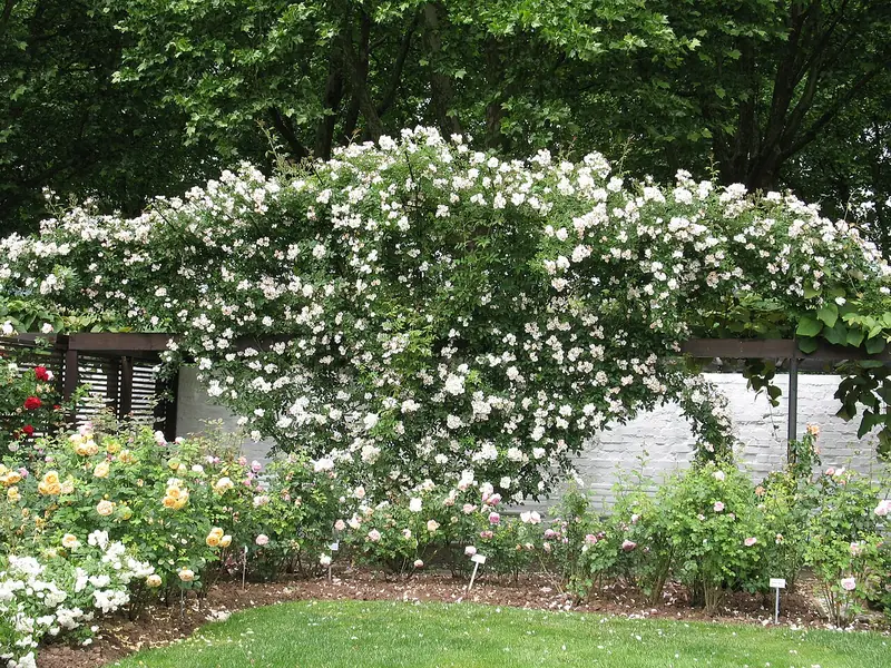  - Garden in Germany, Germany