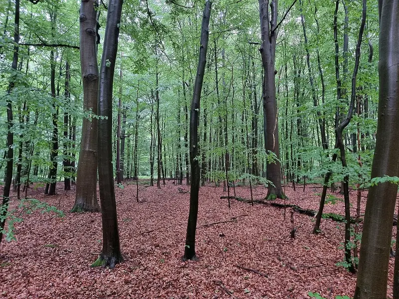  - Nature Reserve in Germany, Germany