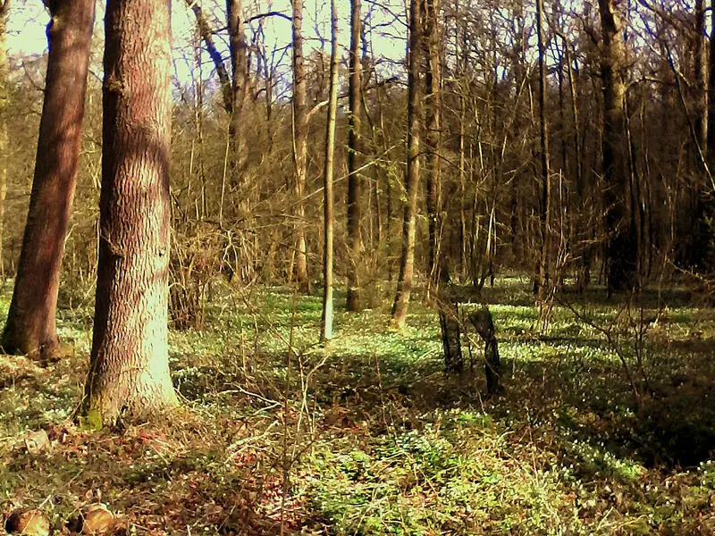  - Nature Reserve in Germany, Germany