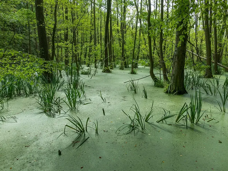  - Nature Reserve in Germany, Germany