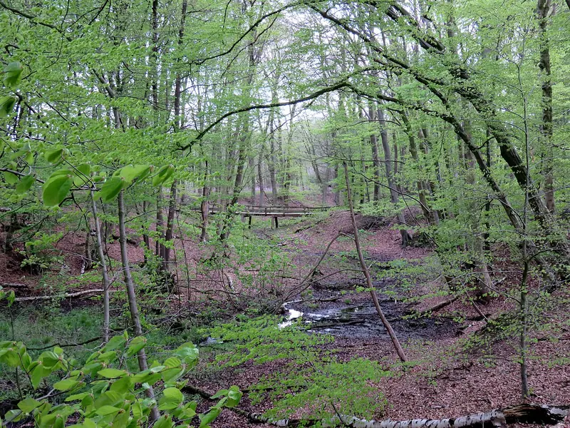  - Nature Reserve in Germany, Germany