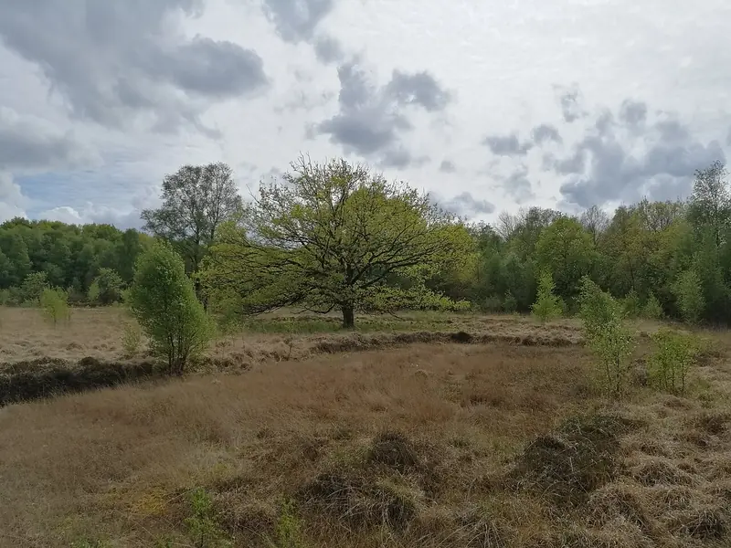  - Nature Reserve in Germany, Germany