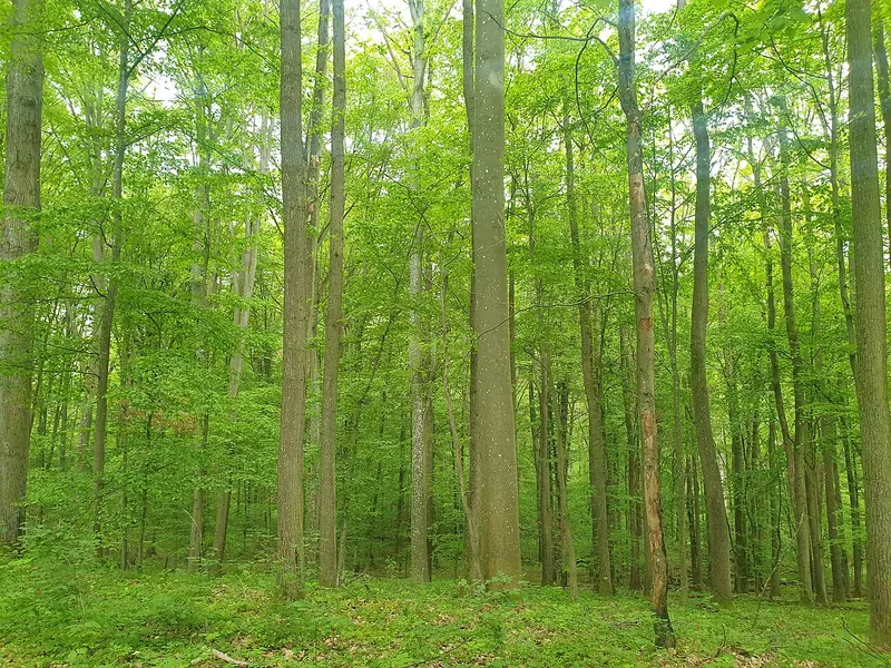  - Nature Reserve in Germany, Germany