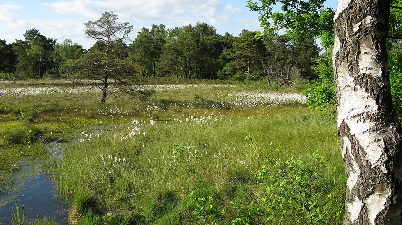  - Nature Reserve in Germany, Germany