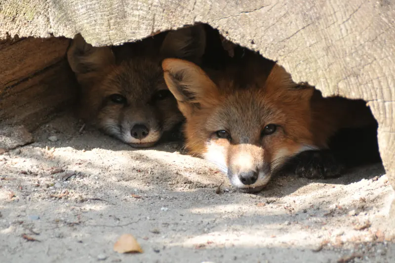  - Zoo in Germany, Germany