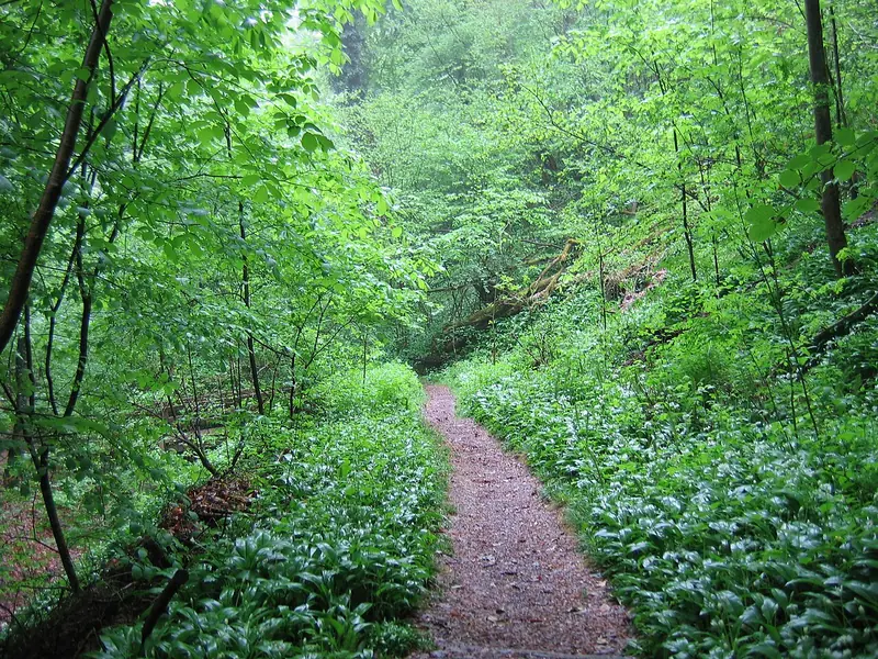  - Nature Reserve in Germany, Germany