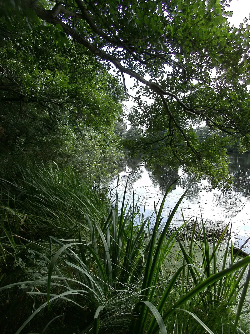  - Nature Reserve in Germany, Germany