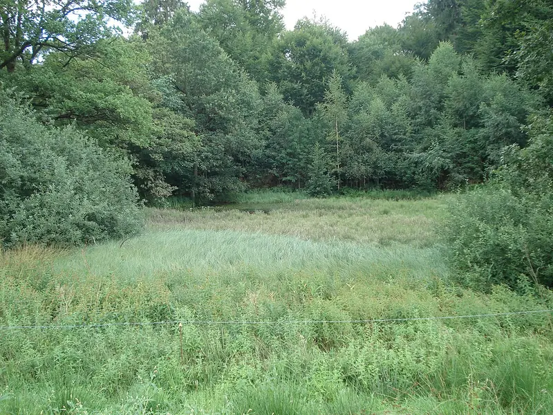  - Nature Reserve in Germany, Germany