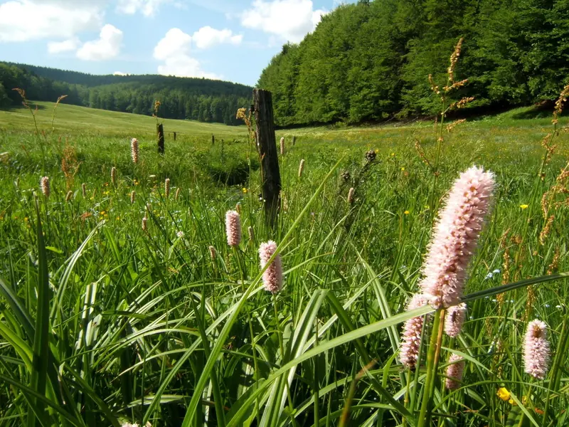  - Biosphere Reserve in Germany, Germany