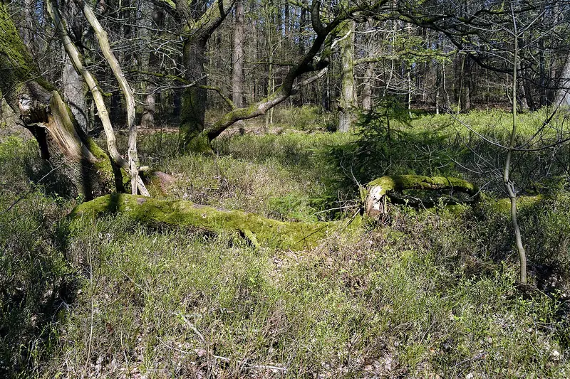  - Nature Reserve in Germany, Germany