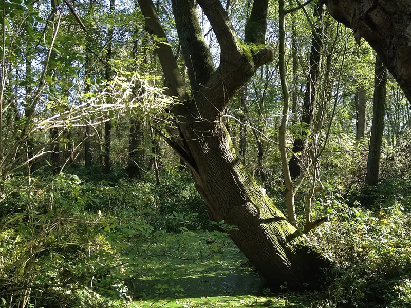  - Nature Reserve in Germany, Germany