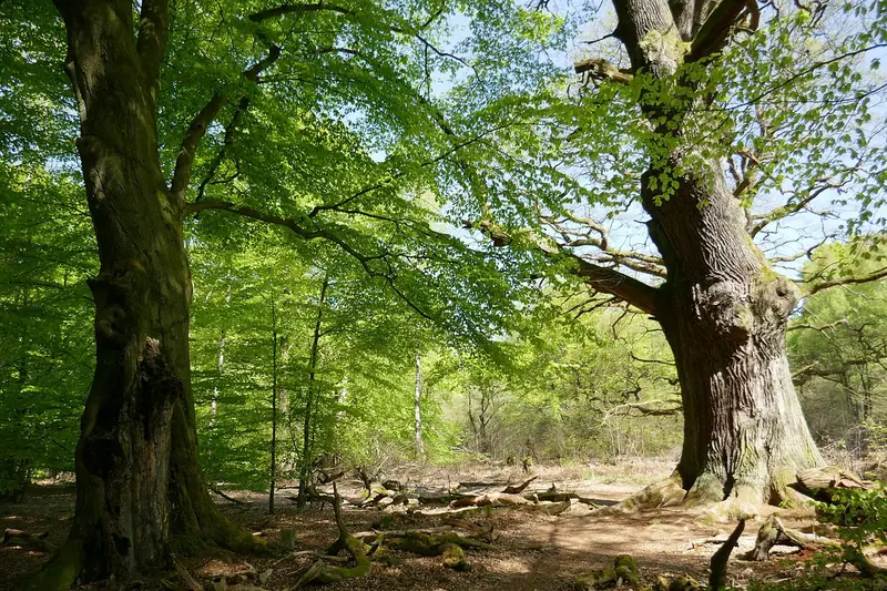 - Nature Reserve in Germany, Germany