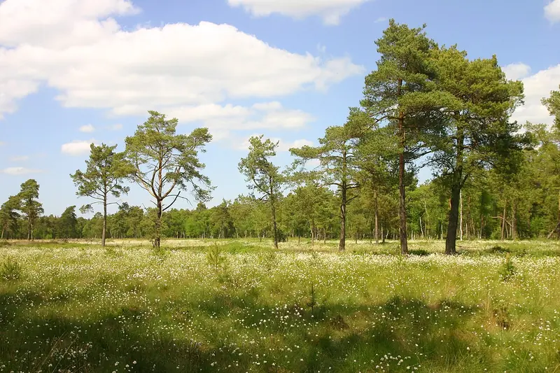  - Nature Reserve in Germany, Germany