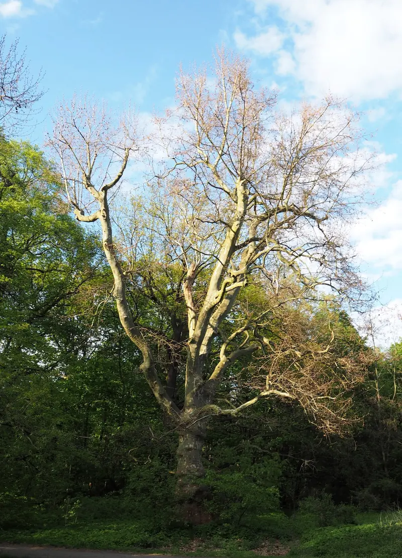  - Park in Germany, Germany