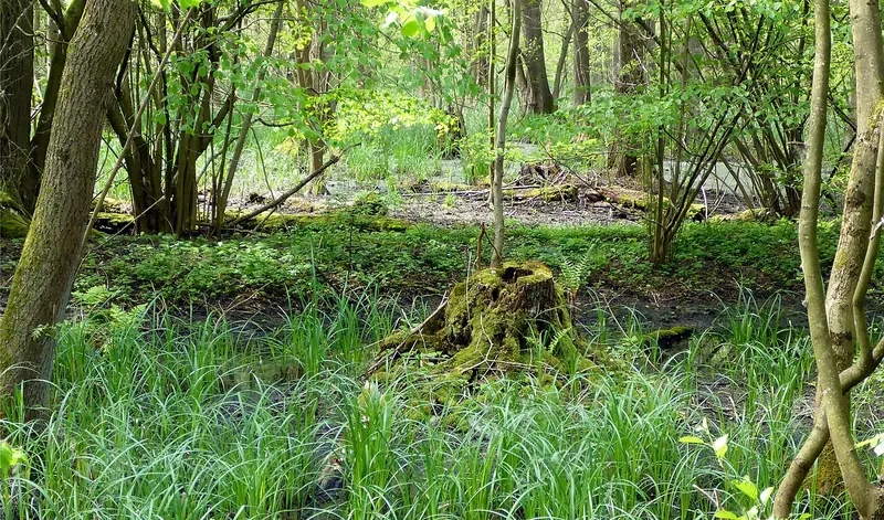  - Nature Reserve in Germany, Germany
