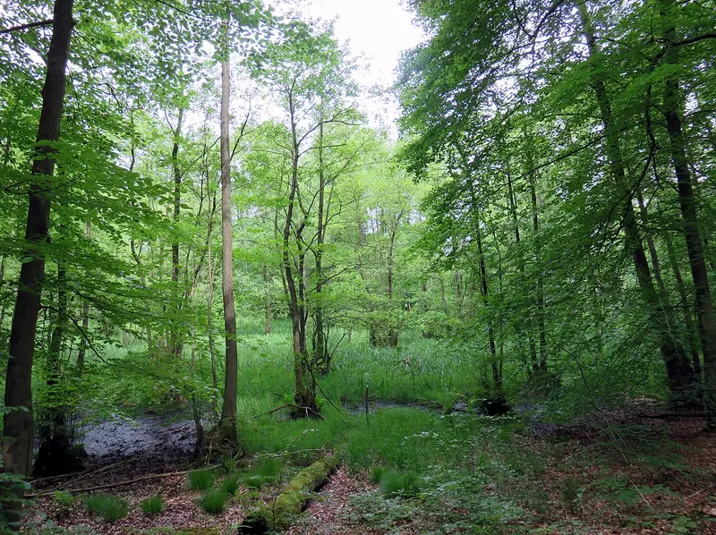  - Nature Reserve in Germany, Germany